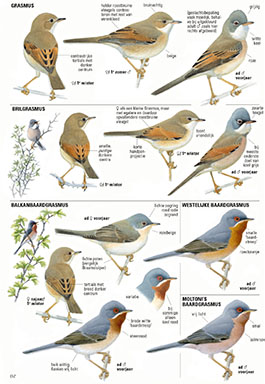 ANWB_Vogelgids_van_Europa_1