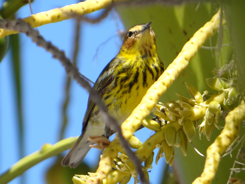 cape may warbler