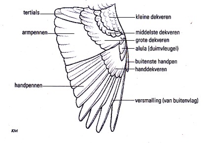 dekveren