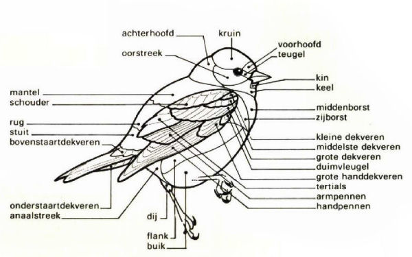 dutch-birding-72-vogeltopografie-figuur-1