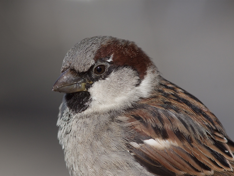 huismus2011-03-23_1621