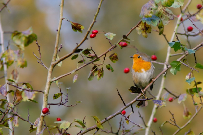 roodborst0001-2