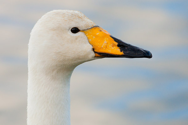 wilde-zwaan-cygnus-cygnus-3