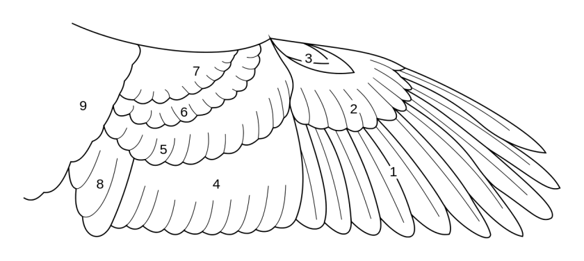 1280px-BirdWingFeatherSketch.svg