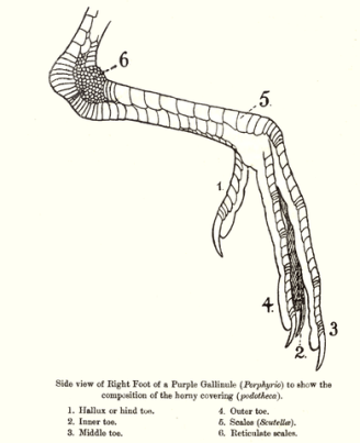 390px-BirdLeg