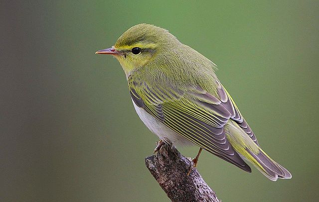640px-Flickr_-_Rainbirder_-_Wood_Warbler_(Phylloscopus_sibilatrix)