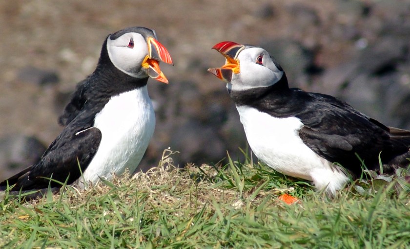 Atlantic_Puffins,_Scotland