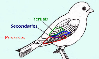 bird_topography