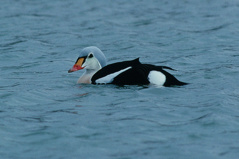 Eider Rene van Rossum