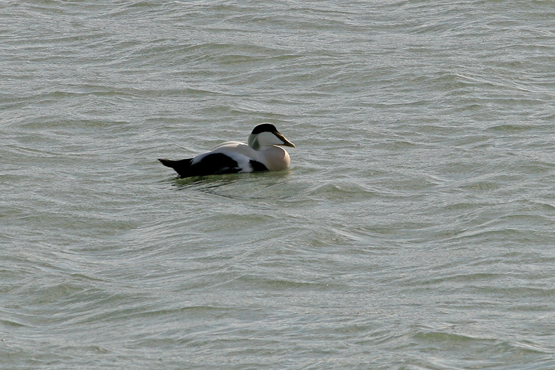 Eider Vanmeerbeeck Philippe