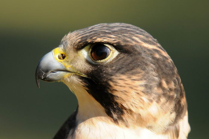 falco_peregrinus_01
