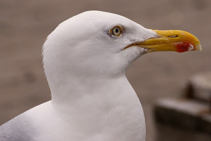gull-1564262_960_720