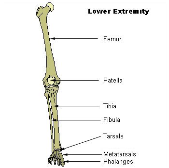Illu_lower_extremity