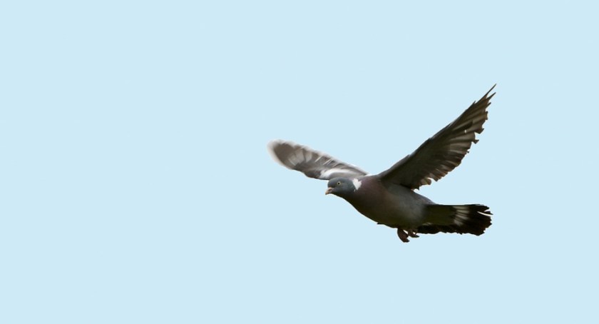 Spread Pigeon Animal Flight Flying Bird Wings