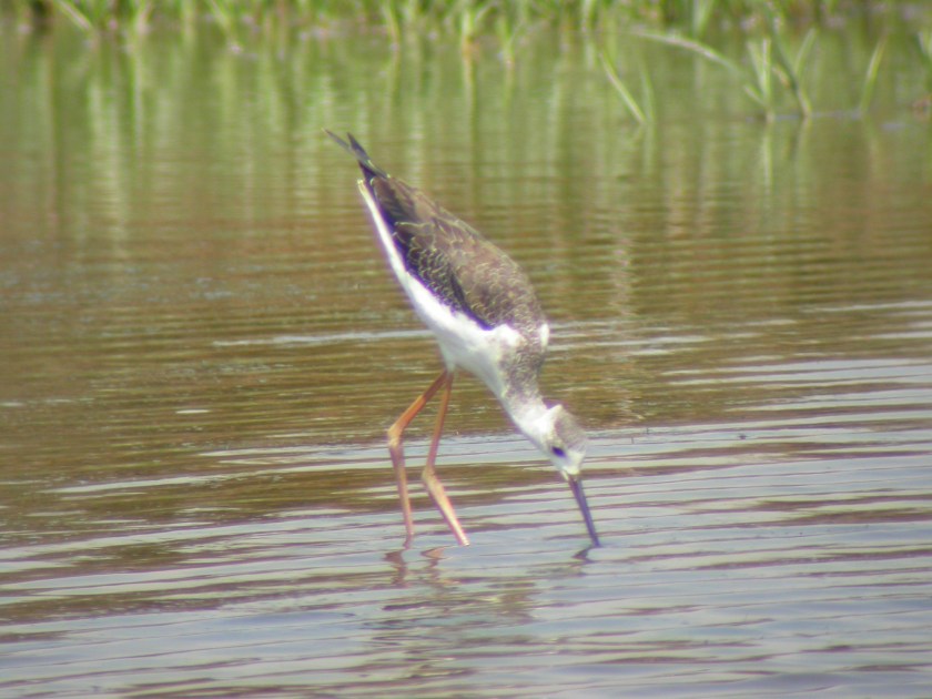 steltkluut0804-6.jpg
