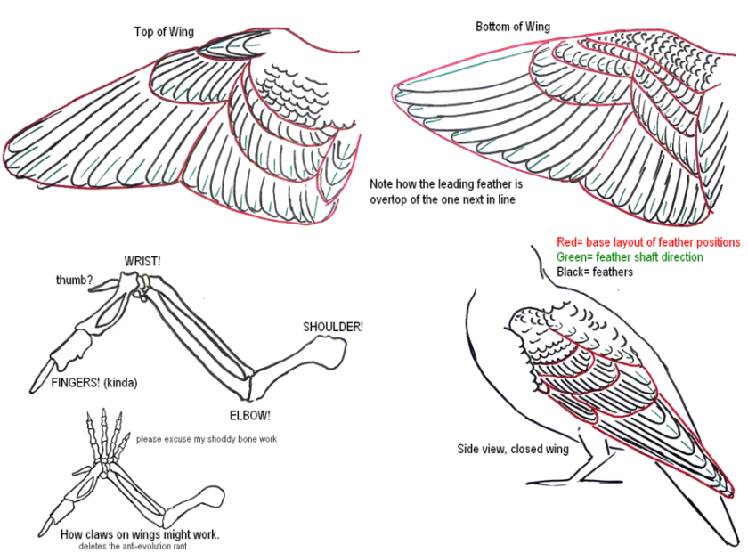 wing_tutorial_by_tnhawke-d3jfjyb