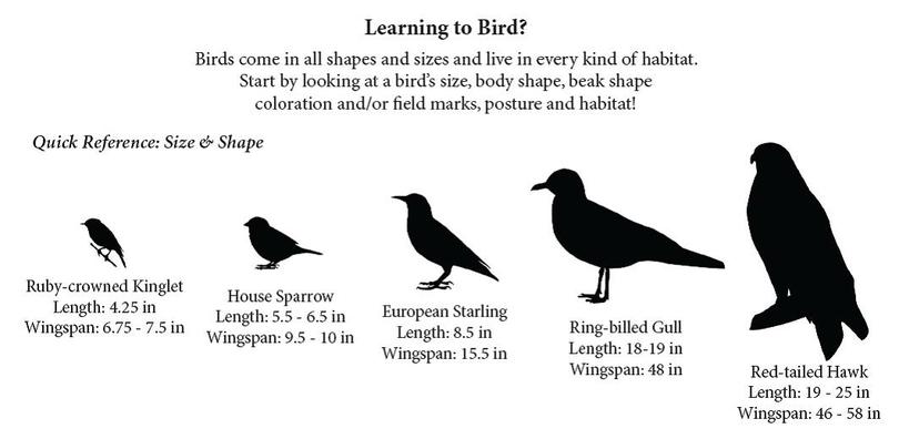 bird_shapes_t810