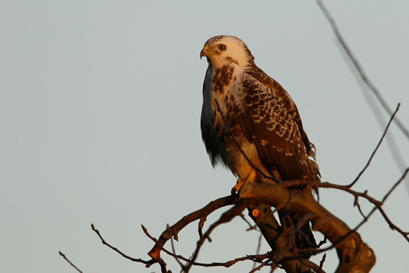 buizerd0001