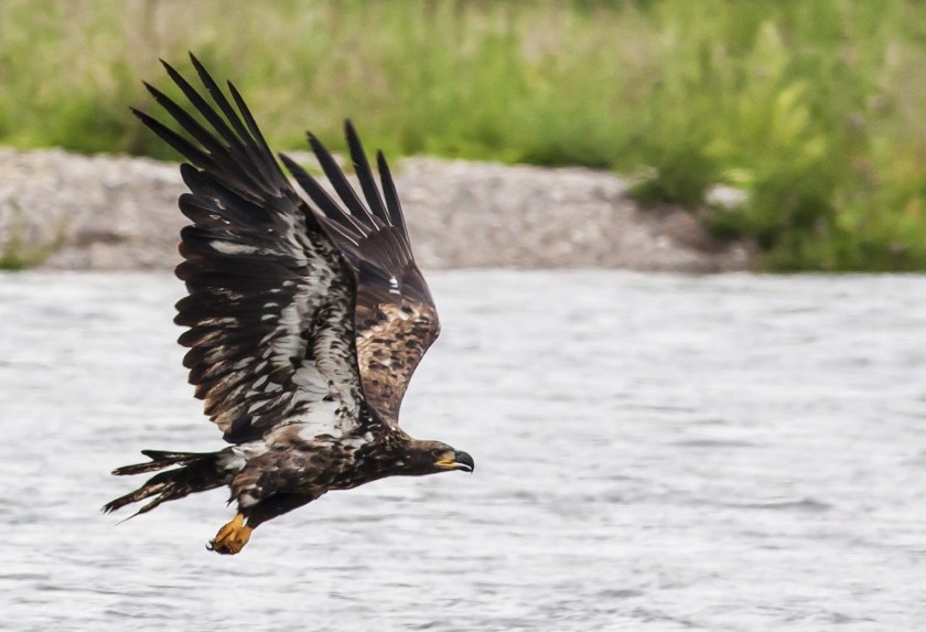 golden-eagle-1490887474zE6
