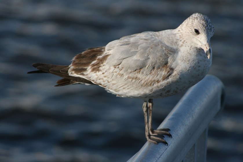 Herring_Gull_Digon3