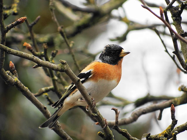 640px-Fringilla_montifringilla_ltdp