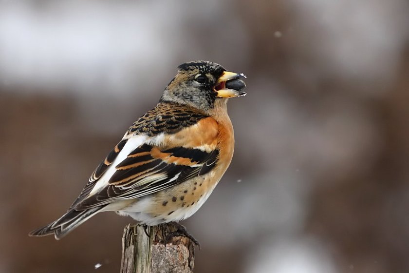 Fringilla_montifringilla_-Poland_-male-8