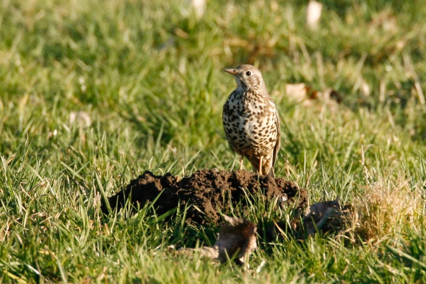 zangvogels0001
