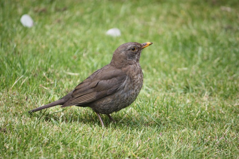 Amsel_weiblich_g