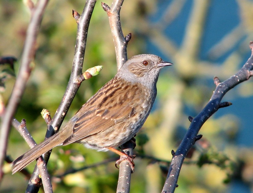 Dunnock_crop2