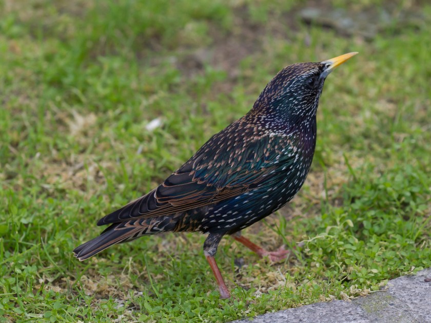 Toulouse_-_Sturnus_vulgaris_-_2012-02-26_-_1