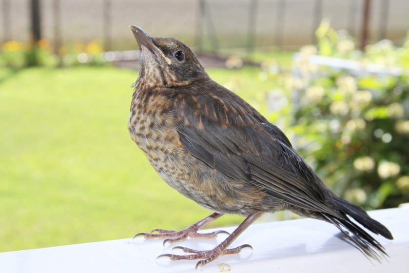 Turdus_merula_-juvenile_-garden-8