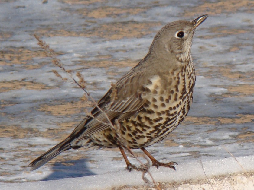 Turdus_viscivorus_in_Baikonur-town_001