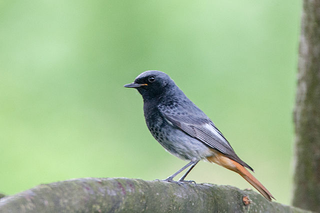 640px-Black_Redstart_Lodz(Poland)(js)01
