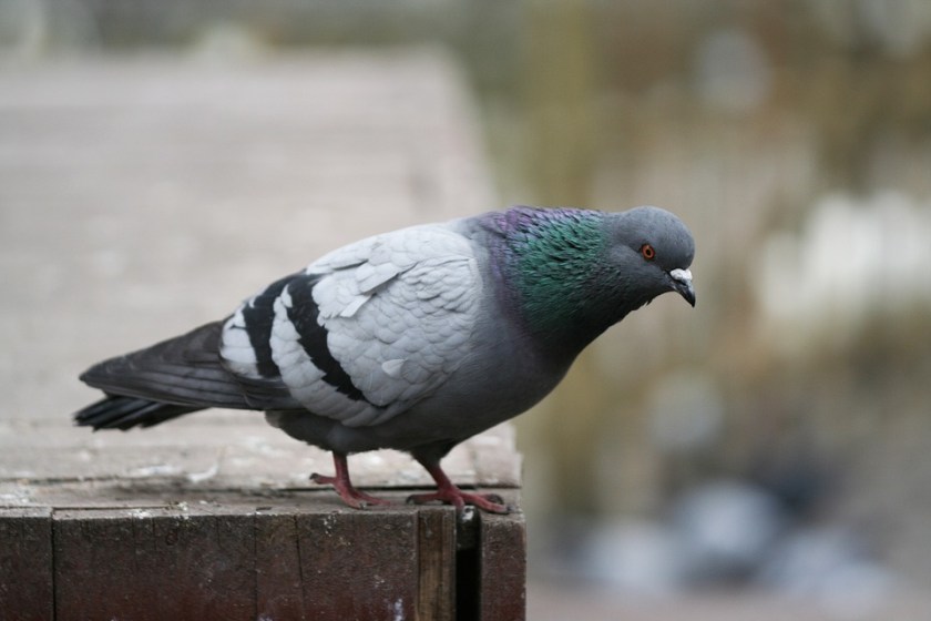 pigeon-2333340_960_720