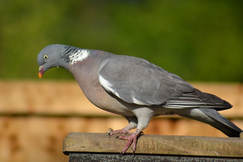 woodpigeon-274834_960_720