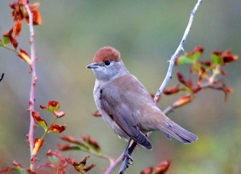 1280px-Sylvia_atricapilla_no
