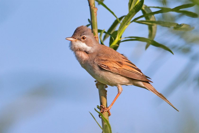 Common_Whitethroat