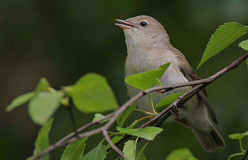 Flickr_-_Rainbirder_-_Garden_Warbler_(Sylvia_borin)