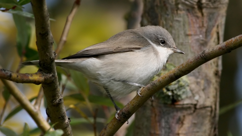 Lesser_Whitethroat_(Sylvia_curruca)_(4)