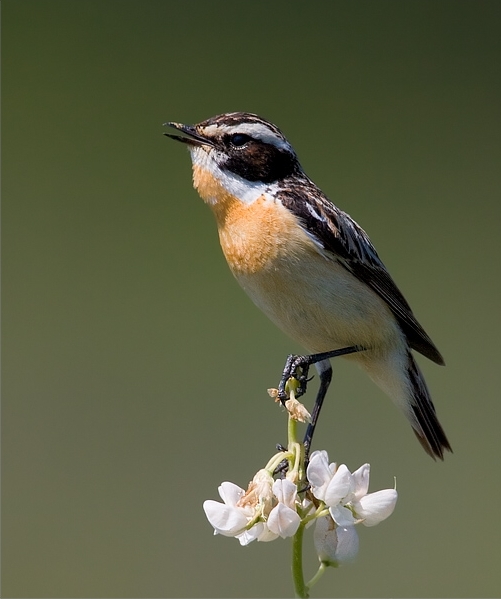 Saxicola_rubetra_1_(Martin_Mecnarowski)