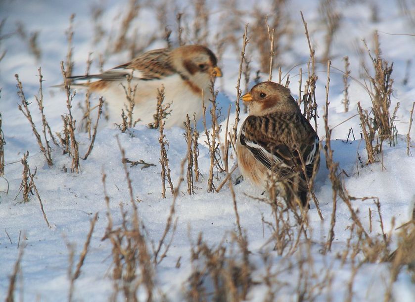 1024px-Snow_Buntings_(Plectrophenax_nivalis),_Kwade_Hoek,_Netherlands