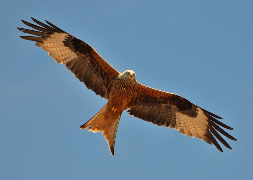 1280px-Milvus_milvus_Jura
