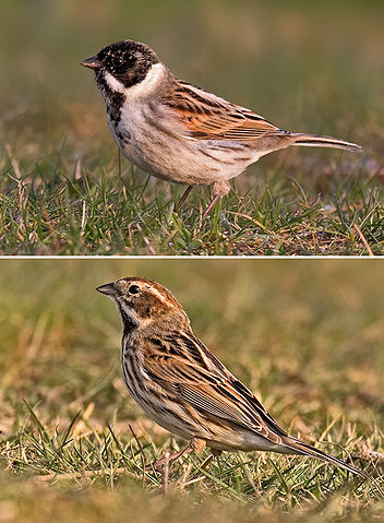 352px-Reed_Bunting_male_and_female