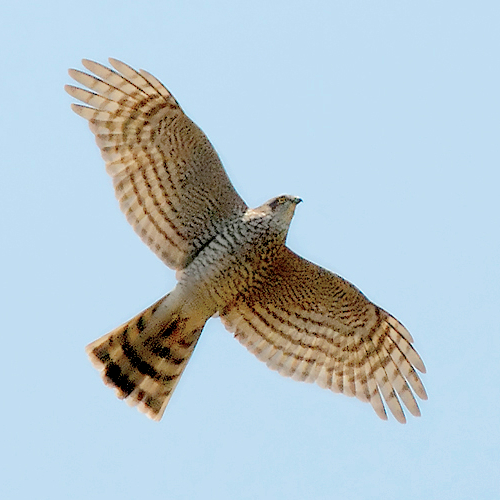 Accipiter_nisus_-in_flight-8-4c