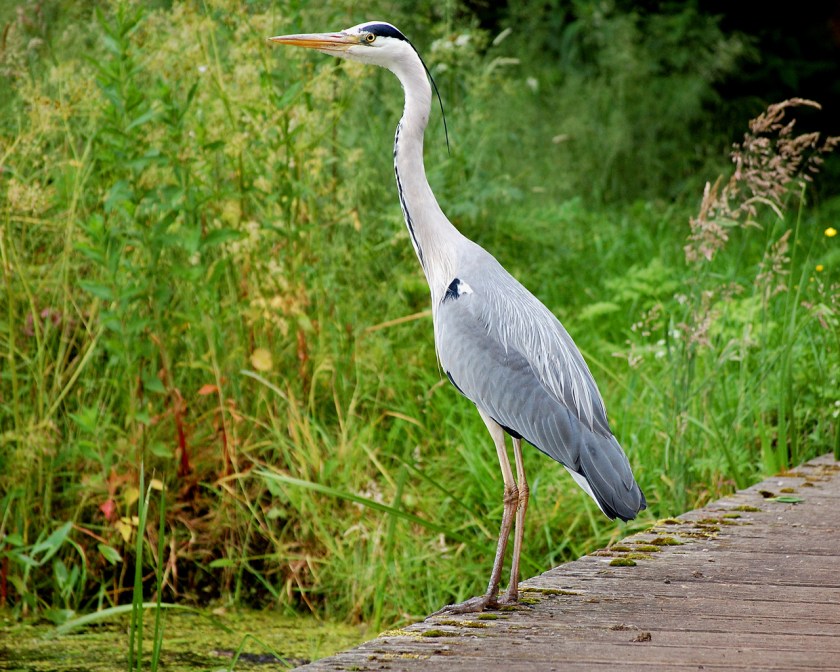 Blauwe_Reiger