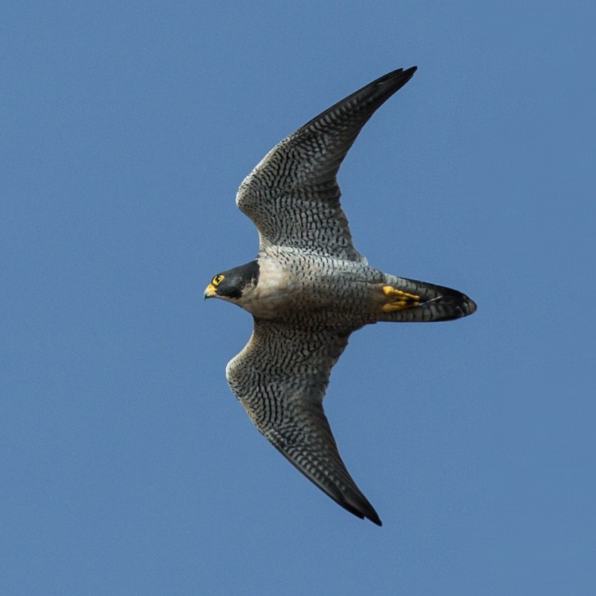 Falco_peregrinus_-Morro_Rock,_Morro_Bay,_California,_USA_-flying-8