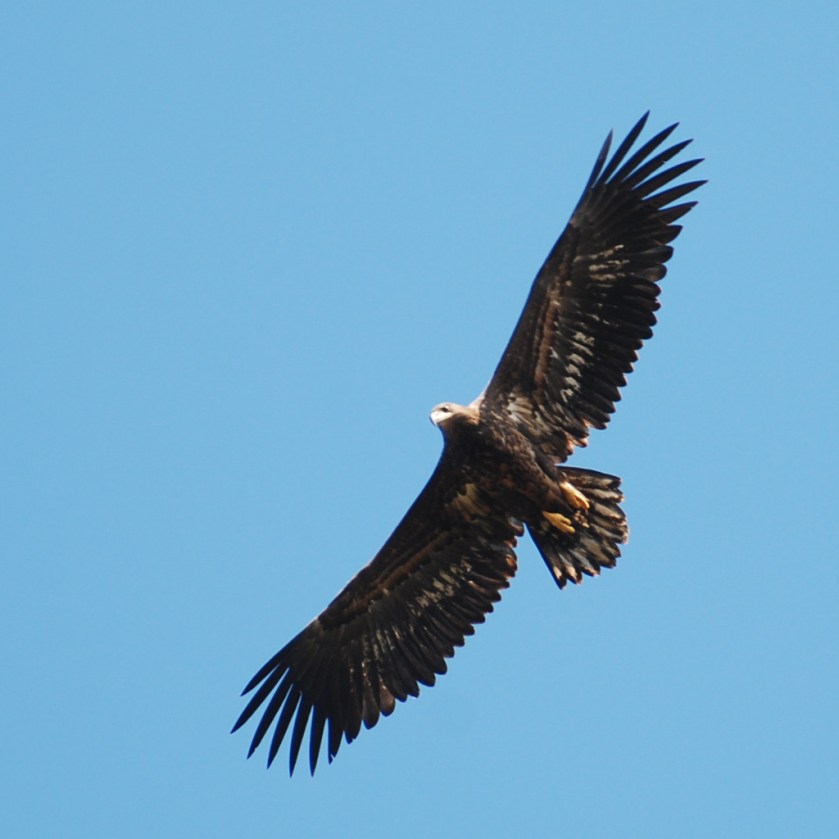 Haliaeetus_albicilla_-Littleisland,_Norway_-juvenile-8a_(6)