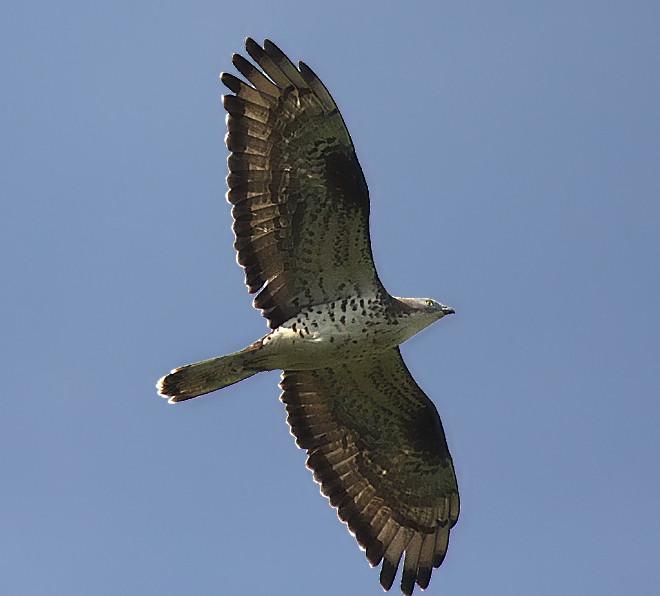 Wespenbussard_Pernis_apivorus_by_A._Görtler_Edit