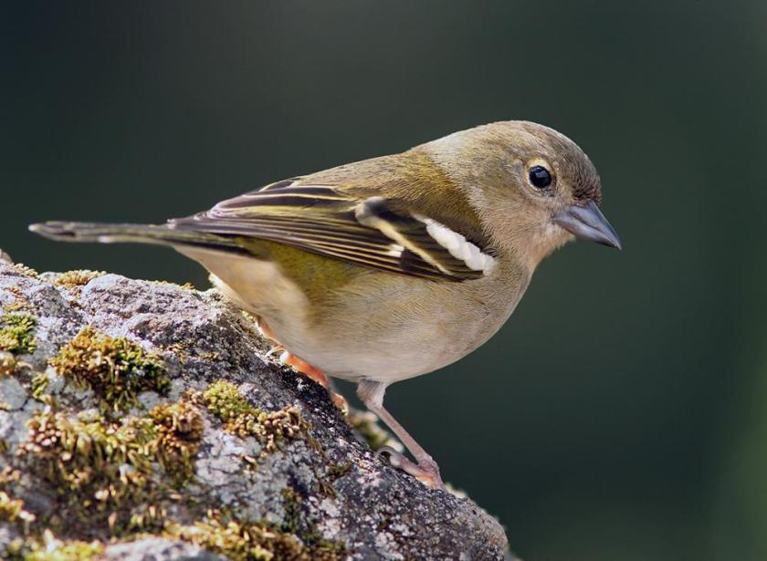 9294_chaffinch_bofink_fringilla_coelebs_maderensis_ribeiro_frio_madeira_portugal_20100413_4_1200