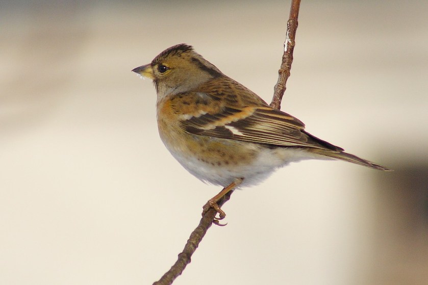Fringilla_montifringilla_-Poland_-female-8